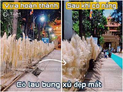 Bó 5 cành bông cỏ lau xù khô tự nhiên [Bông to - Dài 120-130cm] HOAKHO-03