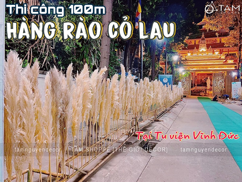 Thi công 100m hàng rào bông cỏ lau xù khô tại Tu viện Vĩnh Đức - Tp.Thủ Đức THICONG-01