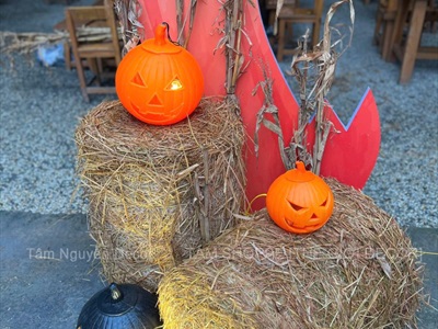 Bó 05 cây bắp khô trang trí [Ngẫu nhiên - 120/150cm] CAYLAKHO-01