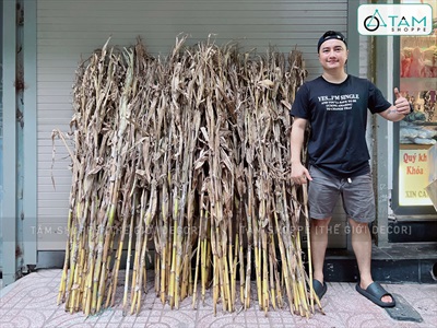 Bó 05 cây bắp khô trang trí [Ngẫu nhiên - 120/150cm] CAYLAKHO-01