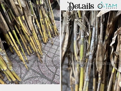 Bó 05 cây bắp khô trang trí [Ngẫu nhiên - 120/150cm] CAYLAKHO-01