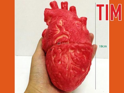 Mô hình tim máu - não máu trang trí [Cao su - bóp mềm] HLW-KHAC-01