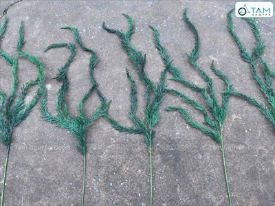 Cành lá thông rũ lá nhuyễn [Màu sậm - Dài 145cm] CANHLA-07