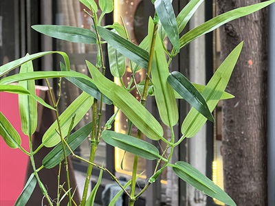 Cành lá tre giả cao150cm [Tự nhiên - Mảnh khảnh] CANHLA-09