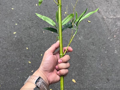 Cành lá tre giả cao150cm [Tự nhiên - Mảnh khảnh] CANHLA-09