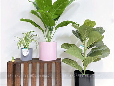 Chậu nhựa trồng cây trụ tròn màu pastel [Có lỗ thoát nước/ Nhiều cỡ] CHAUTRONGCAY-03