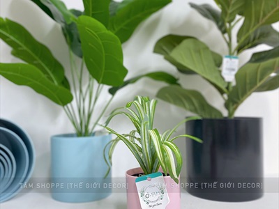 Chậu nhựa trồng cây trụ tròn màu pastel [Có lỗ thoát nước/ Nhiều cỡ] CHAUTRONGCAY-03