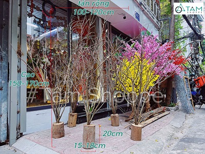 Đôn cây tự nhiên gắn bụi cây trang trí [Cao 1,8m-2m/ Nhiều loại cành] BUICAY-02
