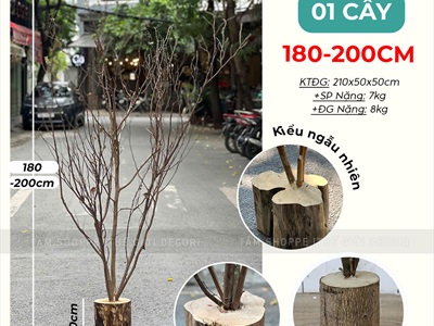 Đôn cây tự nhiên gắn bụi cây trang trí [Cao 1,8m-2m/ Nhiều loại cành] BUICAY-02