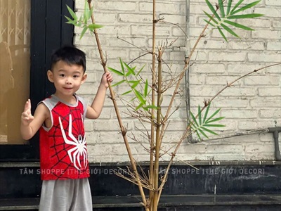 Đôn gỗ gắn bụi cây khô trang trí [Cao 1m2-1m3/ Nhiều loại cành] BUICAY-01