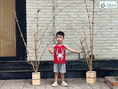 Đôn gỗ gắn bụi cây khô trang trí [Cao 1m2-1m3/ Nhiều loại cành] BUICAY-01