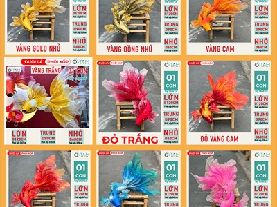 Mô hình cá chép decor đuôi lá thân xốp [Form đẹp - Nhiều cỡ/ màu] TCV-CA-04