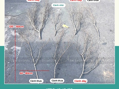 Cành cây khô nhiều nhánh nhỏ decor tự nhiên [Dài 1m2-1m5/ Ngẫu nhiên] CAYCUI-08