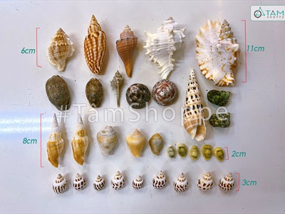 Hủ nhựa nhiều kiểu vỏ ốc biển [Hủ 450-500gr/ Đủ loại] VOSOOC-SET09