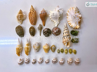Hủ nhựa nhiều kiểu vỏ ốc biển [Hủ 450-500gr/ Đủ loại] VOSOOC-SET09