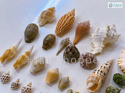 Hủ nhựa nhiều kiểu vỏ ốc biển [Hủ 450-500gr/ Đủ loại] VOSOOC-SET09