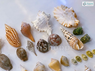 Hủ nhựa nhiều kiểu vỏ ốc biển [Hủ 450-500gr/ Đủ loại] VOSOOC-SET09