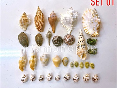 Hủ nhựa nhiều kiểu vỏ ốc biển [Hủ 450-500gr/ Đủ loại] VOSOOC-SET09