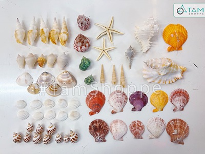 Hủ nhựa nhiều kiểu vỏ sò ốc biển trang trí [Hủ 500-550gr/ Đủ loại] VOSOOC-SET08