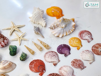 Hủ nhựa nhiều kiểu vỏ sò ốc biển trang trí [Hủ 500-550gr/ Đủ loại] VOSOOC-SET08