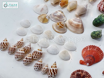 Hủ nhựa nhiều kiểu vỏ sò ốc biển trang trí [Hủ 500-550gr/ Đủ loại] VOSOOC-SET08