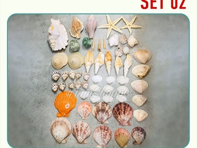 Hủ nhựa nhiều kiểu vỏ sò ốc biển trang trí [Hủ 500-550gr/ Đủ loại] VOSOOC-SET08
