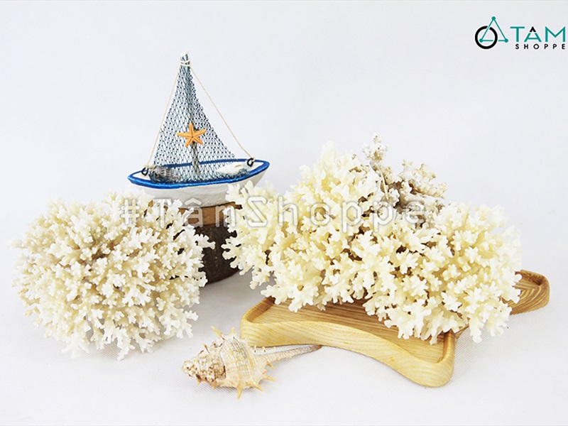 San hô bông trắng nhánh nhuyễn tự nhiên [Theo Gram/ Ngẫu nhiên] SANHO-02