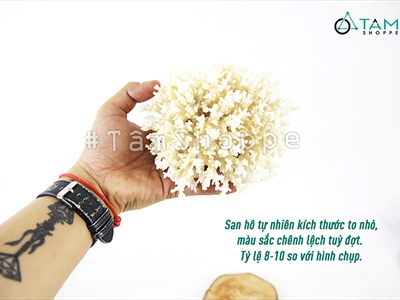 San hô bông trắng nhánh nhuyễn tự nhiên [Theo Gram/ Ngẫu nhiên] SANHO-02