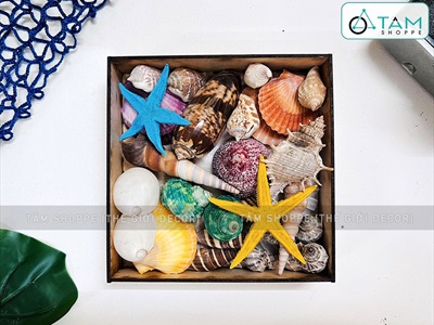 Set vỏ sò ốc hộp gỗ sao biển màu rực rỡ [Hàng đẹp - 12 kiểu] VOSOOC-SET02