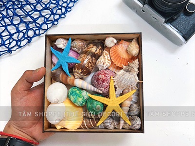 Set vỏ sò ốc hộp gỗ sao biển màu rực rỡ [Hàng đẹp - 12 kiểu] VOSOOC-SET02