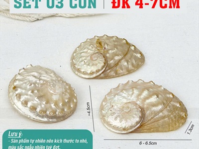 Set 03 vỏ bào ngư xà cừ  [4-7m/ Ngẫu nhiên] VOSO-07
