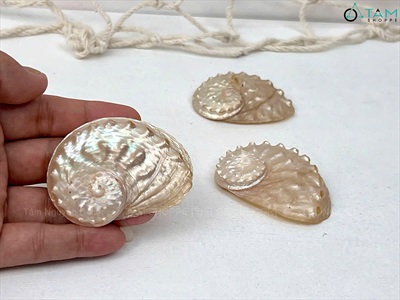 Set 03 vỏ bào ngư xà cừ  [4-7m/ Ngẫu nhiên] VOSO-07