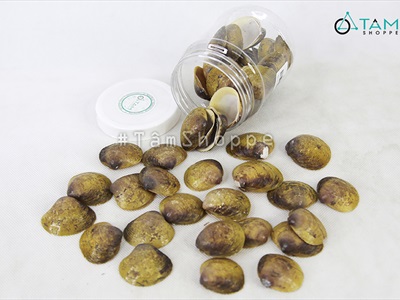 Vỏ nghêu trang trí nhiều loại [Hủ nhựa - Nhiều cái] VOSO-04