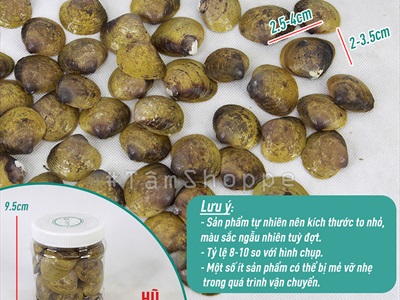 Vỏ nghêu trang trí nhiều loại [Hủ nhựa - Nhiều cái] VOSO-04