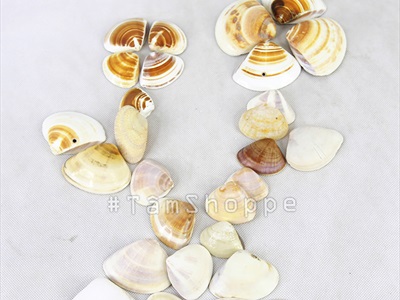 Vỏ nghêu trang trí nhiều loại [Hủ nhựa - Nhiều cái] VOSO-04