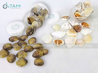 Vỏ nghêu trang trí nhiều loại [Hủ nhựa - Nhiều cái] VOSO-04