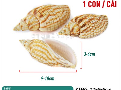 Vỏ ốc bắp [Dài 9-10cm/ Ngẫu nhiên] VOOC-15