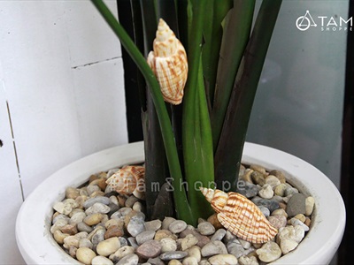 Vỏ ốc bắp [Dài 9-10cm/ Ngẫu nhiên] VOOC-15