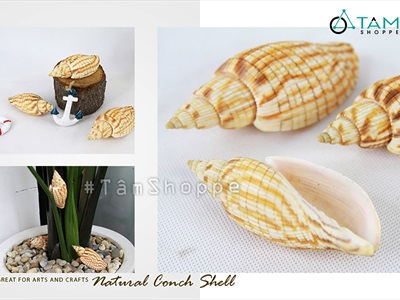 Vỏ ốc bắp [Dài 9-10cm/ Ngẫu nhiên] VOOC-15
