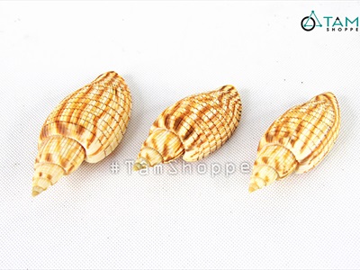 Vỏ ốc bắp [Dài 9-10cm/ Ngẫu nhiên] VOOC-15