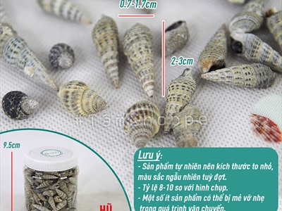 Vỏ ốc đinh nâu đen [Hủ 250-270gr/ Ngẫu nhiên] VOOC-16