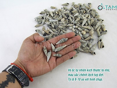 Vỏ ốc đinh nâu đen [Hủ 250-270gr/ Ngẫu nhiên] VOOC-16