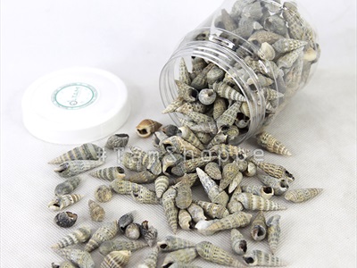 Vỏ ốc đinh nâu đen [Hủ 250-270gr/ Ngẫu nhiên] VOOC-16