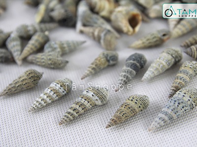 Vỏ ốc đinh nâu đen [Hủ 250-270gr/ Ngẫu nhiên] VOOC-16