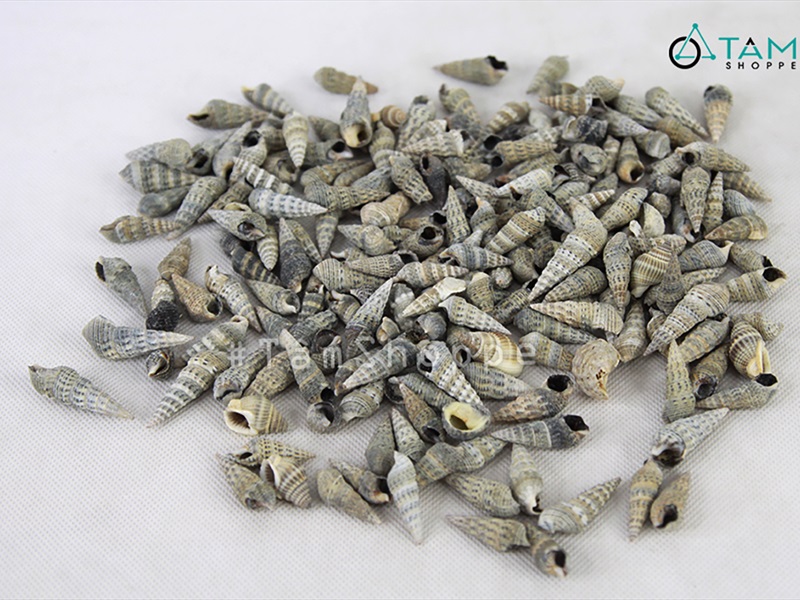 Vỏ ốc đinh nâu đen [Hủ 250-270gr/ Ngẫu nhiên] VOOC-16