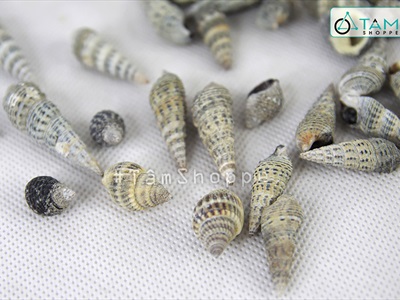 Vỏ ốc đinh nâu đen [Hủ 250-270gr/ Ngẫu nhiên] VOOC-16