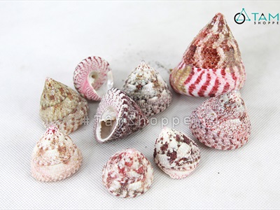 Vỏ ốc đụn hồng 3-6cm [Hủ 200-230gr / 3-6 con] VOOC-10