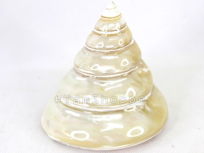 Vỏ ốc đụn xà cừ 10-12cm [01 Con / Ngẫu nhiên] VOOC-11