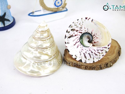 Vỏ ốc đụn xà cừ 10-12cm [01 Con / Ngẫu nhiên] VOOC-11