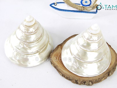 Vỏ ốc đụn xà cừ 10-12cm [01 Con / Ngẫu nhiên] VOOC-11